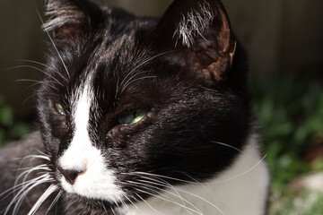 close up of tuxedo cat outdoors