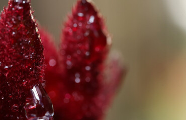water drops on red kangaroo paw flower