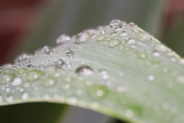macro raindrops on agave leaf