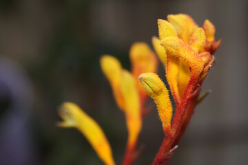 close up of yellow kangaroo paw flower