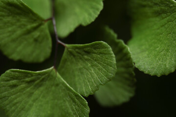 macro australian native maidenhair fern leaves