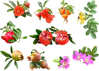 切り抜き透過素材セットーガーデンフルーツ6