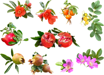 切り抜き透過素材セットーガーデンフルーツ6