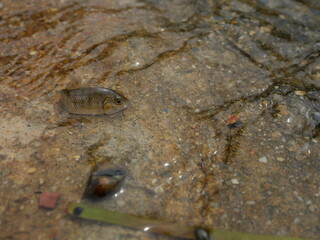 Blackchin tilapia fish in clear flowing water, Alien species of fish in Thailand