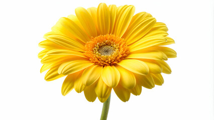 Naklejka premium Stunning yellow daisy flower isolated against a white background, perfect for floral designs.