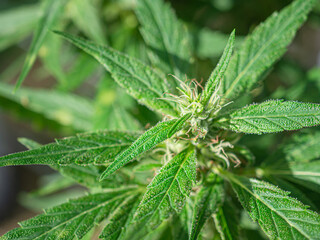 Close-up of cannabis plant with trichomes in outdoor garden.