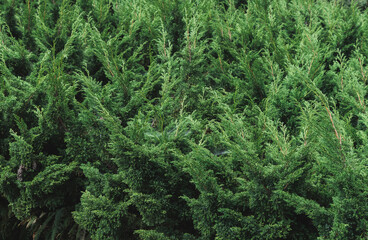 Close-up bush of pine trees for background