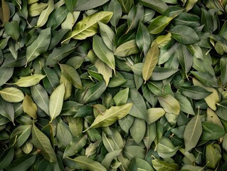 Fototapeta premium A close up of green leaves with a lot of them overlapping