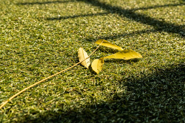 fallen yellow leaves on green grass, fall season background