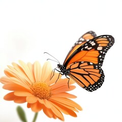 Obraz premium A vibrant butterfly perched on a beautiful orange flower, showcasing nature's delicate beauty and colorful patterns.
