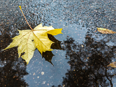 Fototapeta fallen dry yellow maple leaf on wet asphalt pavement during rain.