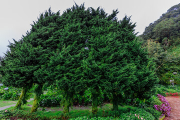 A natural background on a high mountain overlooking a beautiful terraced green rice field, surrounded by holiday homes and various flowers. The wind blows cool and comfortable.
