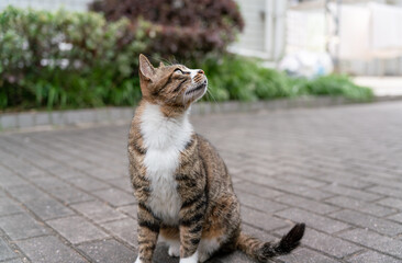 portrait of chinese lihua cat 