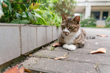 portrait of chinese lihua cat 