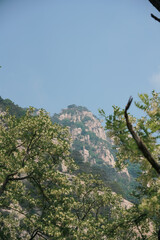 pine tree in the mountains