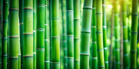 Obraz premium Japanese Bamboo Grass Oriental Wallpaper in Lush Green - Nature Inspired Decor