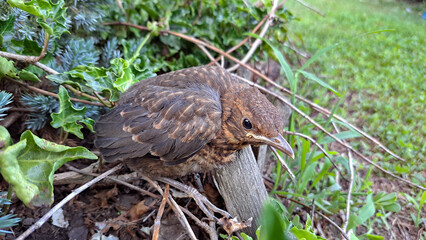 small brown bird on the grass