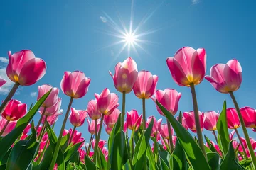 Selbstklebende Fototapeten A field of pink tulips with the sun in the background © Nadezhda