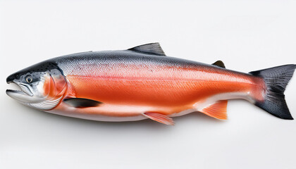 Obraz premium Salmon fish on a white background