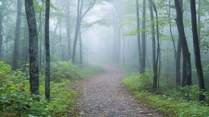 Obraz premium Misty Forest Path Through Lush Green Trees