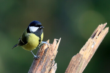 Great tit