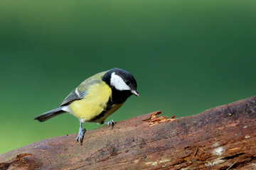 Great tit