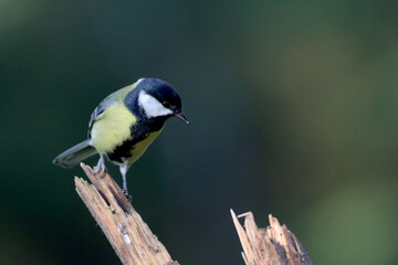 Obraz premium Great tit