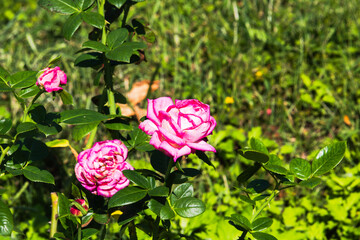 前橋バラ園　秋の薔薇の花