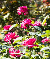 前橋バラ園　秋の薔薇の花