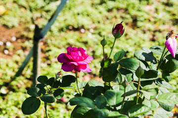 前橋バラ園　秋の薔薇の花