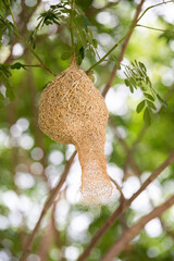 A meticulously woven, suspended bird's nest crafted from intricate strands of plant material. The nest exhibits a pear-shaped structure, with a long, tubular entrance. It's suspended securely from a t