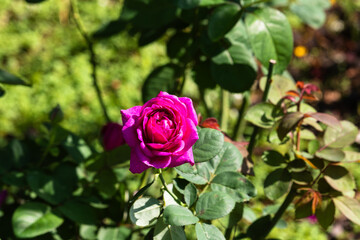 前橋バラ園　秋の薔薇の花