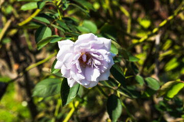 前橋バラ園　秋の薔薇の花