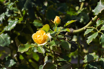前橋バラ園　秋の薔薇の花