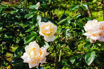 前橋バラ園　秋の薔薇の花