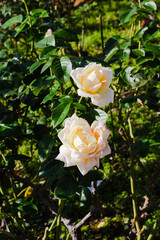 前橋バラ園　秋の薔薇の花