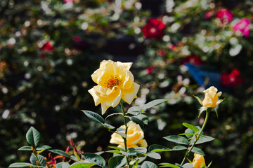 前橋バラ園　秋の薔薇の花