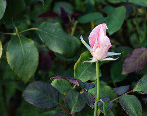 前橋バラ園　秋の薔薇の花