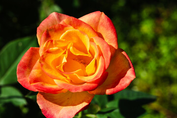 前橋バラ園　秋の薔薇の花