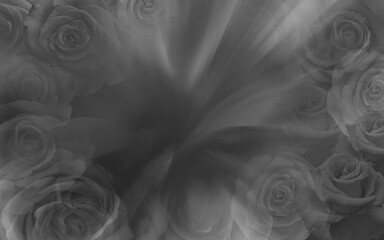 black an white photo,  blur roses flower and speed background, nature, decor, decoration, love, valentine, religion, copy space