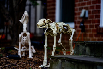 Skeleton dog Halloween decorations. Halloween skeleton for decorated house. Scary dog skeletons Decorated at front yard of a American home. Trick or treat. Halloween background. Holiday of Halloween.