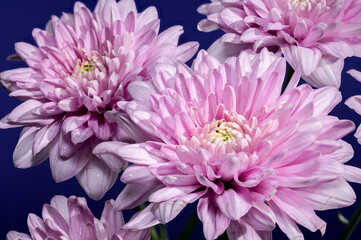 Pink Chrysanthemum multiflora on a blue background