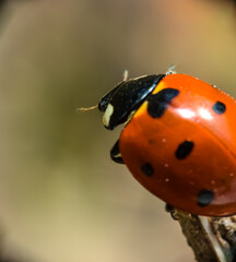 Red ladybug sits on a branch. Macro photo of a beetle.