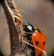 Red ladybug sits on a branch. Macro photo of a beetle.