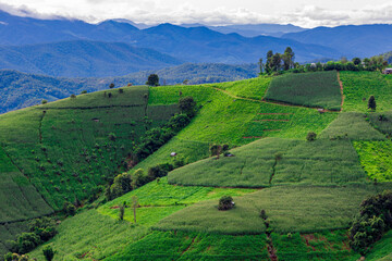 The close background of the green rice fields, the seedlings that are growing, are seen in rural areas as the main occupation of rice farmers who grow rice for sale or living.