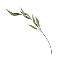Obraz premium Branch with long leaves green picturesque with bent leaves, element from the set magic library, color digital illustration for printing and web use