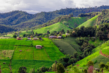 The close background of the green rice fields, the seedlings that are growing, are seen in rural areas as the main occupation of rice farmers who grow rice for sale or living.