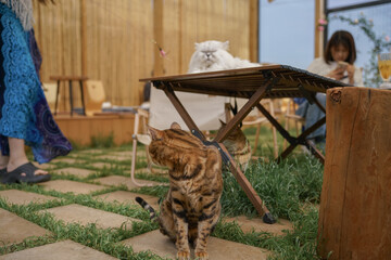 bengal tiger cat in the bar