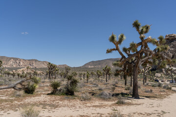 Joshua Trees in a Desert, Joshua Tree National Park, USA, California