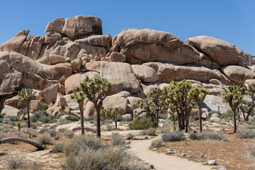 Joshua Trees in a Desert, Joshua Tree National Park, USA, California